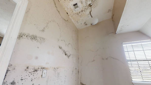 Best HVAC Mold Inspection and Cleaning  in Lebanon Junction, KY
