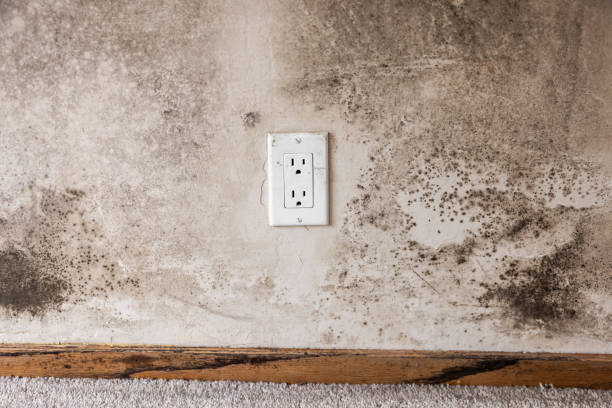 Mold Remediation for Rental Properties in Lebanon Junction, KY