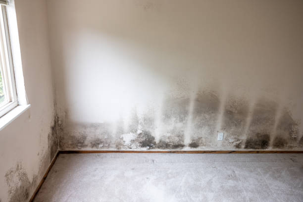 Professional Mold Removal in Lebanon Junction, KY